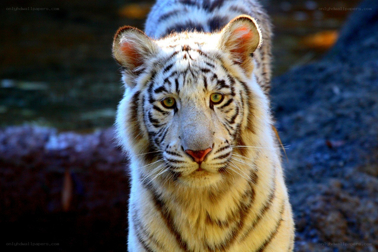 white tiger looking at camera