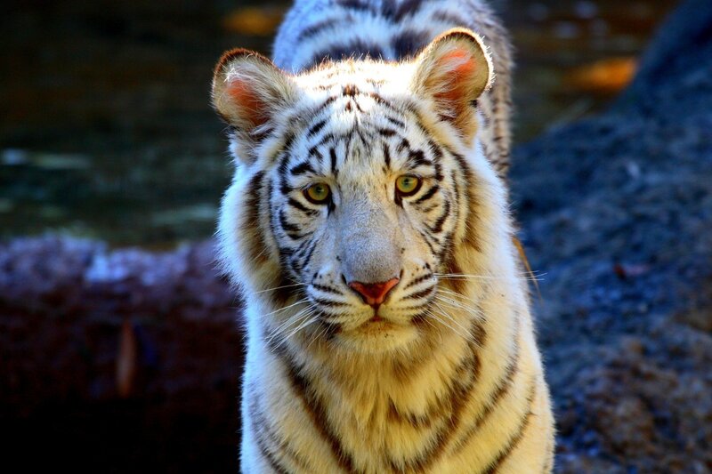 White Tiger Looking Forward — Intense
