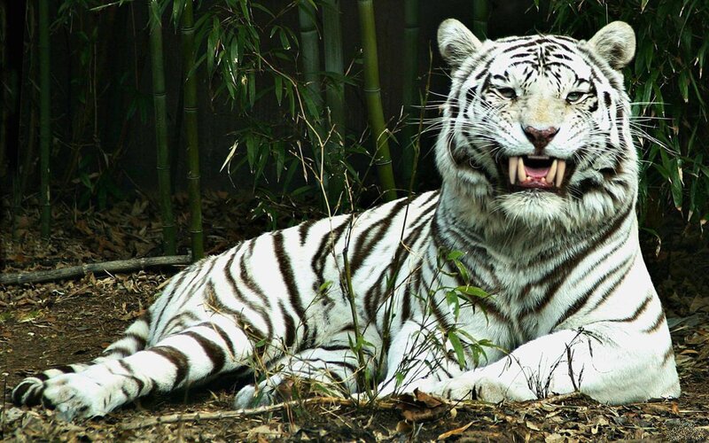 White Tiger Lying Down — Alert