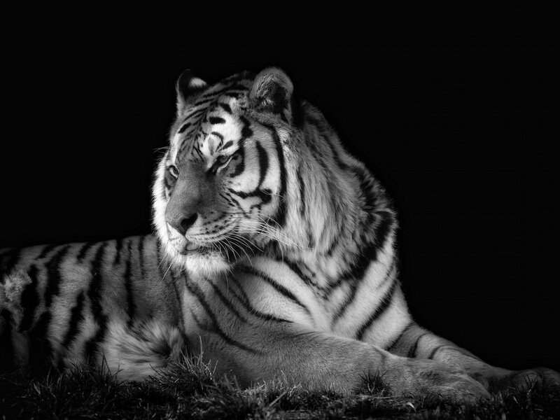 White Tiger Lying Down — Black