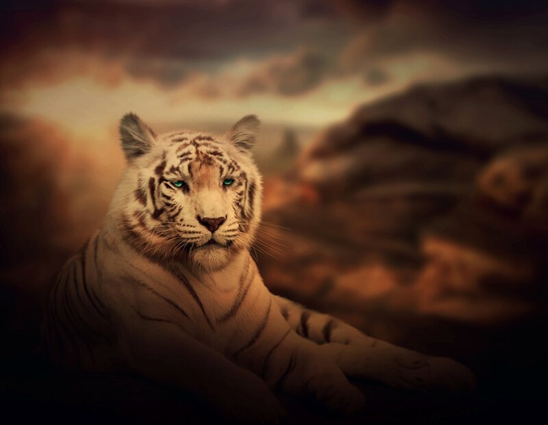 White Tiger Lying Down — Brown