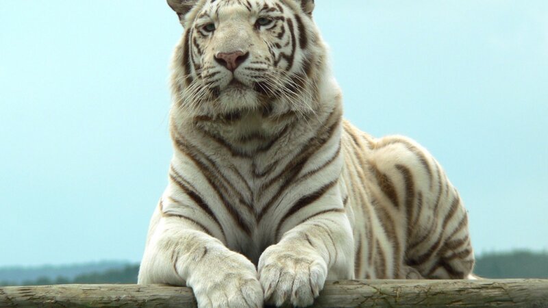 White Tiger Lying Down — Calm, Afternoon, Photograph, Log, Sky, Blue