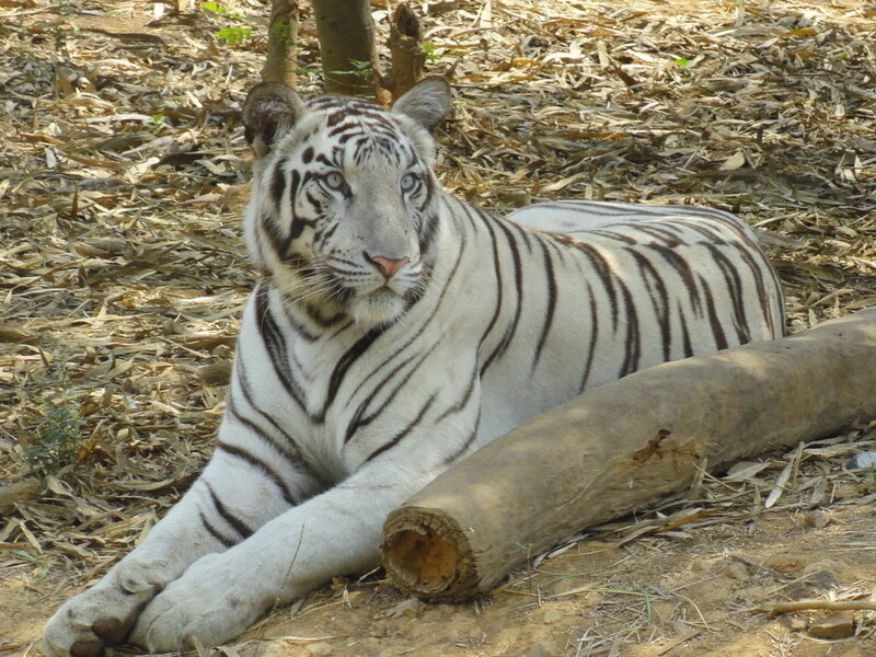 White Tiger Lying Down — Calm, Afternoon, Photograph