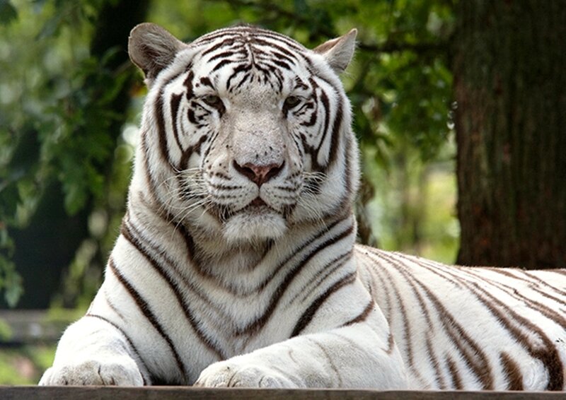 White Tiger Lying Down — Calm, Afternoon
