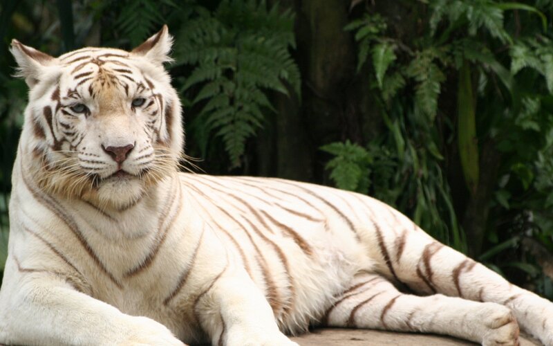 White Tiger Lying Down — Calm, Photograph, Forest, Leaves