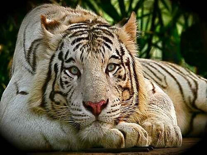 White Tiger Lying Down — Calm, Photograph, Forest