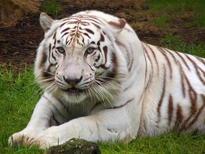 White Tiger Lying Down — Calm, Photograph, Grass, Dirt, Green