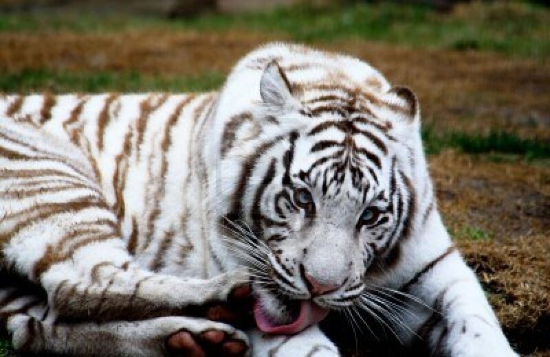White Tiger Lying Down — Calm, Photograph, Grass, Dirt