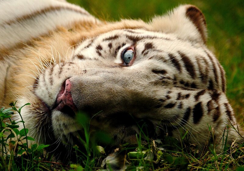 White Tiger Lying Down — Calm, Photograph, Grass, Eyes