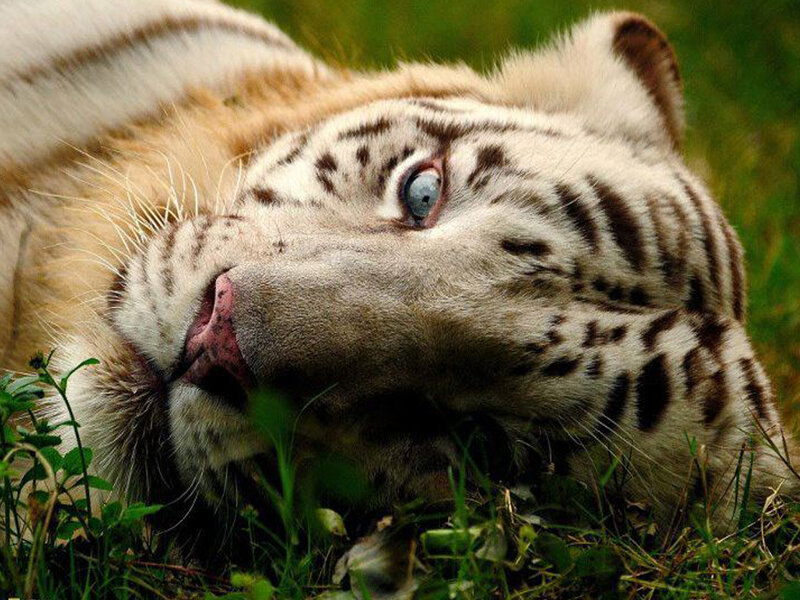 White Tiger Lying Down — Calm, Photograph, Grass, Eyes, Whiskers
