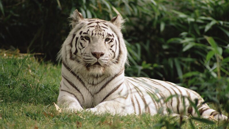 White Tiger Lying Down — Calm, Photograph, Grass, Plants, Green