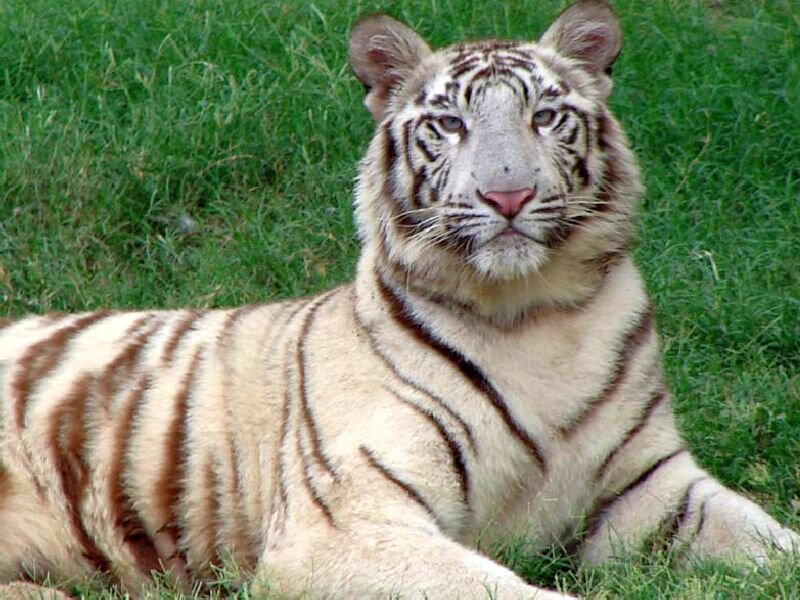 White Tiger Lying Down — Calm, Photograph, Grass