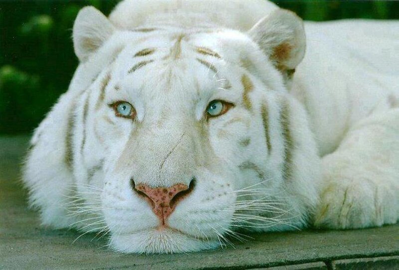 White Tiger Lying Down — Calm, Photograph, Green Foliage