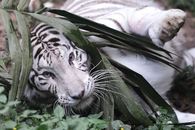 White Tiger Lying Down — Calm, Photograph, Leaves