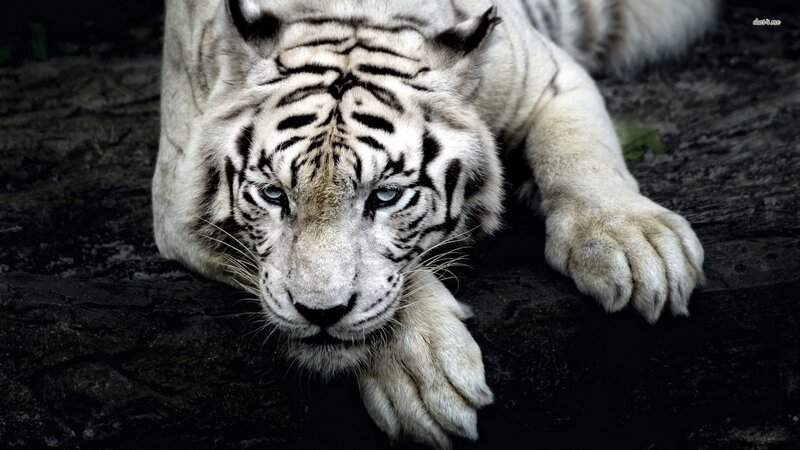 White Tiger Lying Down — Calm, Photograph, Paw