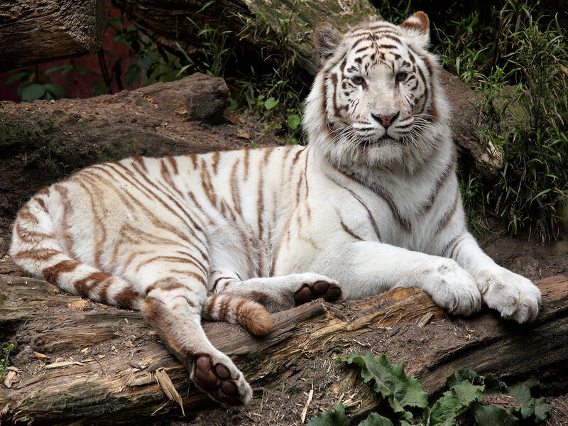 White Tiger Lying Down — Calm, Photograph
