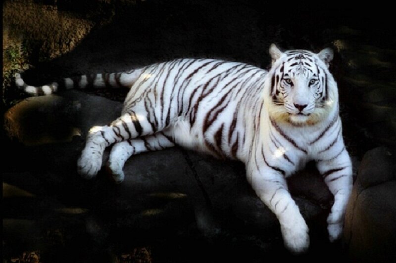 White Tiger Lying Down — Calm