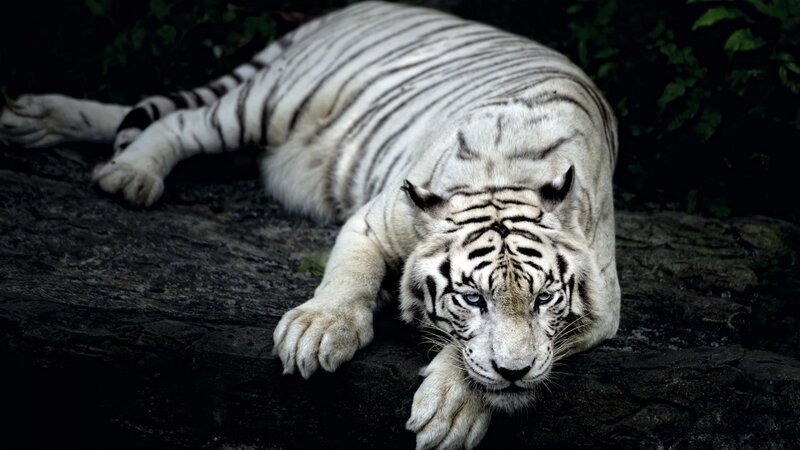 White Tiger Lying Down — Dramatic, Night