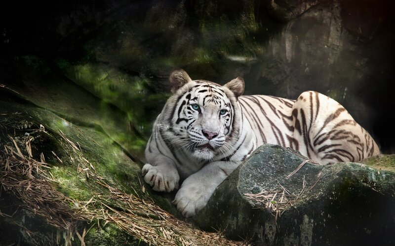 White Tiger Lying Down — Dramatic, Photograph, Rock