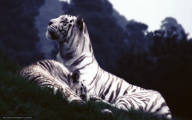 White Tiger Lying Down — Dramatic, Photograph