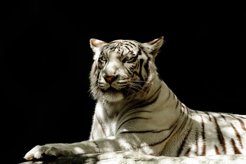 White Tiger Lying Down — Dramatic