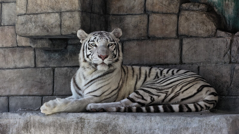 White Tiger Lying Down — Gray