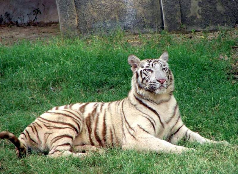 White Tiger Lying Down — Green, Calm, Afternoon