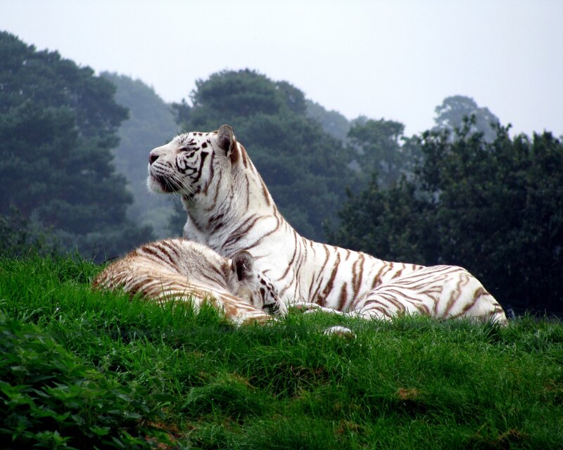 White Tiger Lying Down — Green, Calm, Photograph, Grass