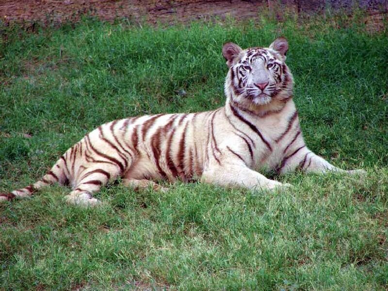 White Tiger Lying Down — Green, Calm, Photograph