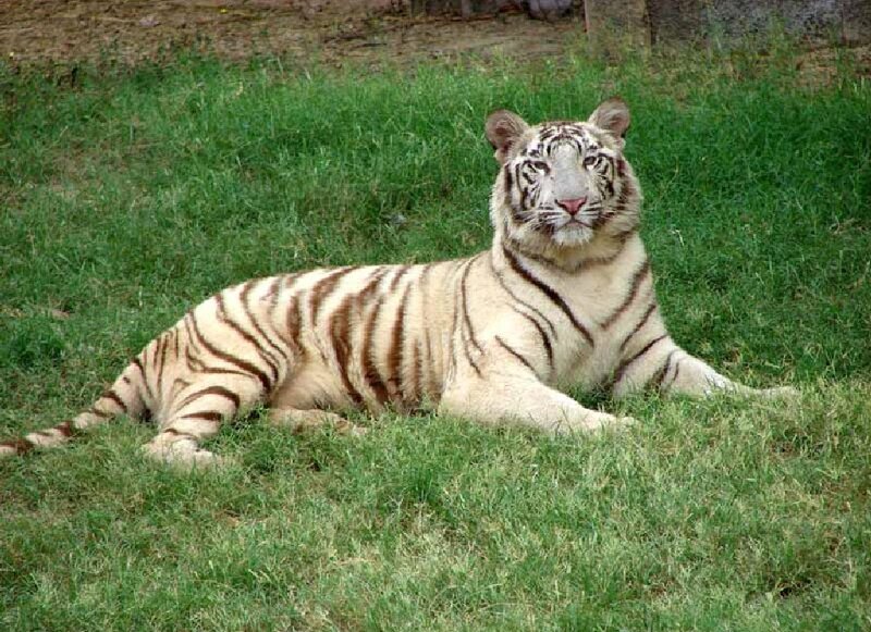 White Tiger Lying Down — Green, Calm