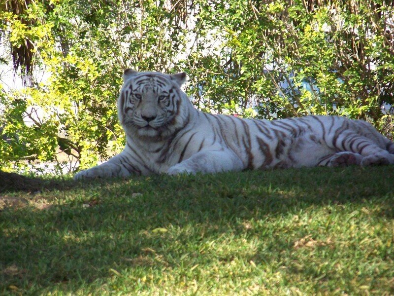 White Tiger Lying Down — Green