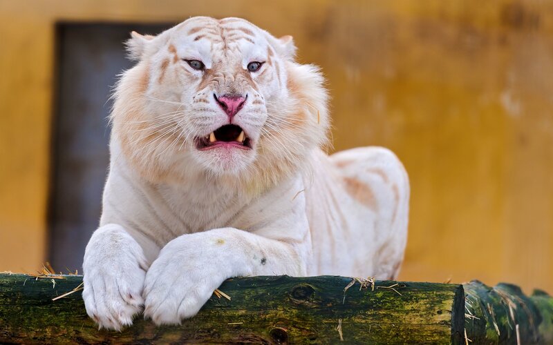 White Tiger Lying Down — Intense, Photograph, Log, Straw