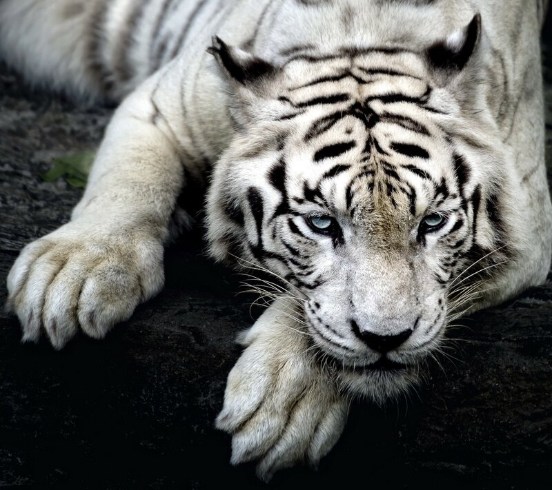 White Tiger Lying Down — Intense, Photograph, Paw