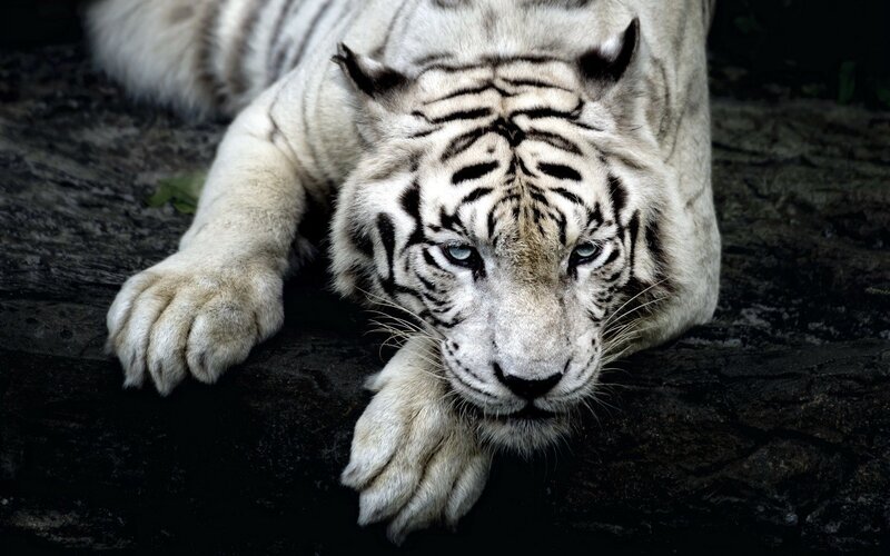 White Tiger Lying Down — Intense, Photograph, Paws