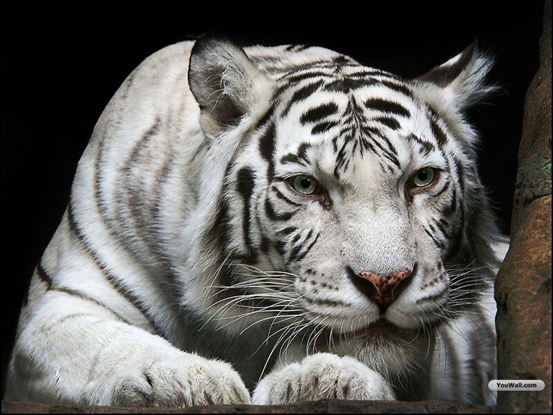 White Tiger Lying Down — Intense, Photograph, Tree Trunk