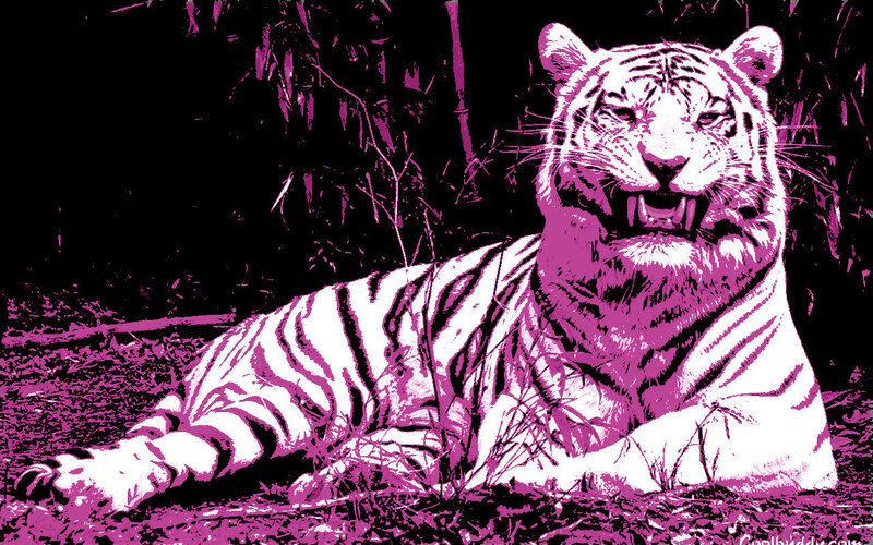 White Tiger Lying Down — Magenta