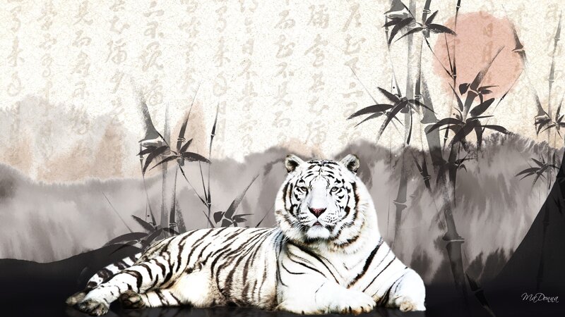 White Tiger Lying Down — Serene