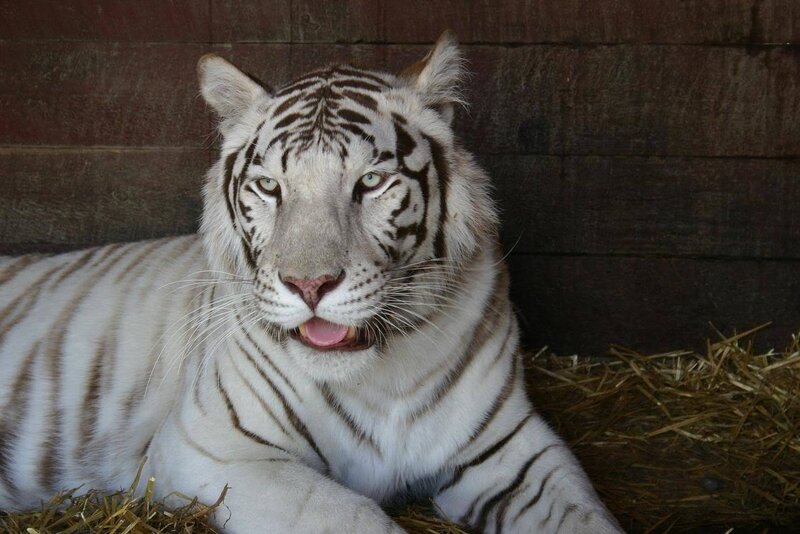 White Tiger Lying Down