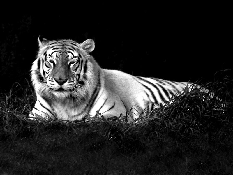 White Tiger Lying in Grass