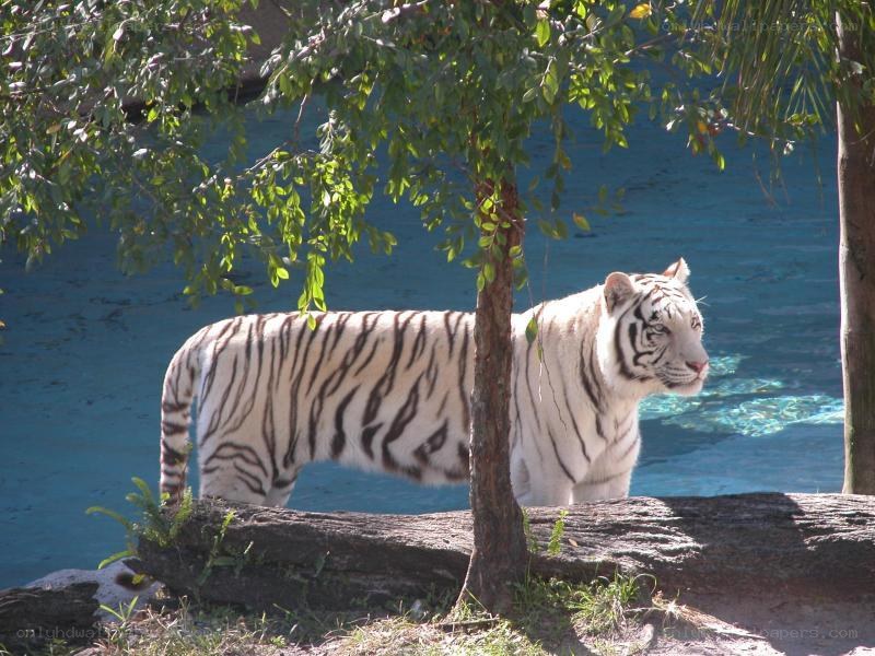 white tiger near water