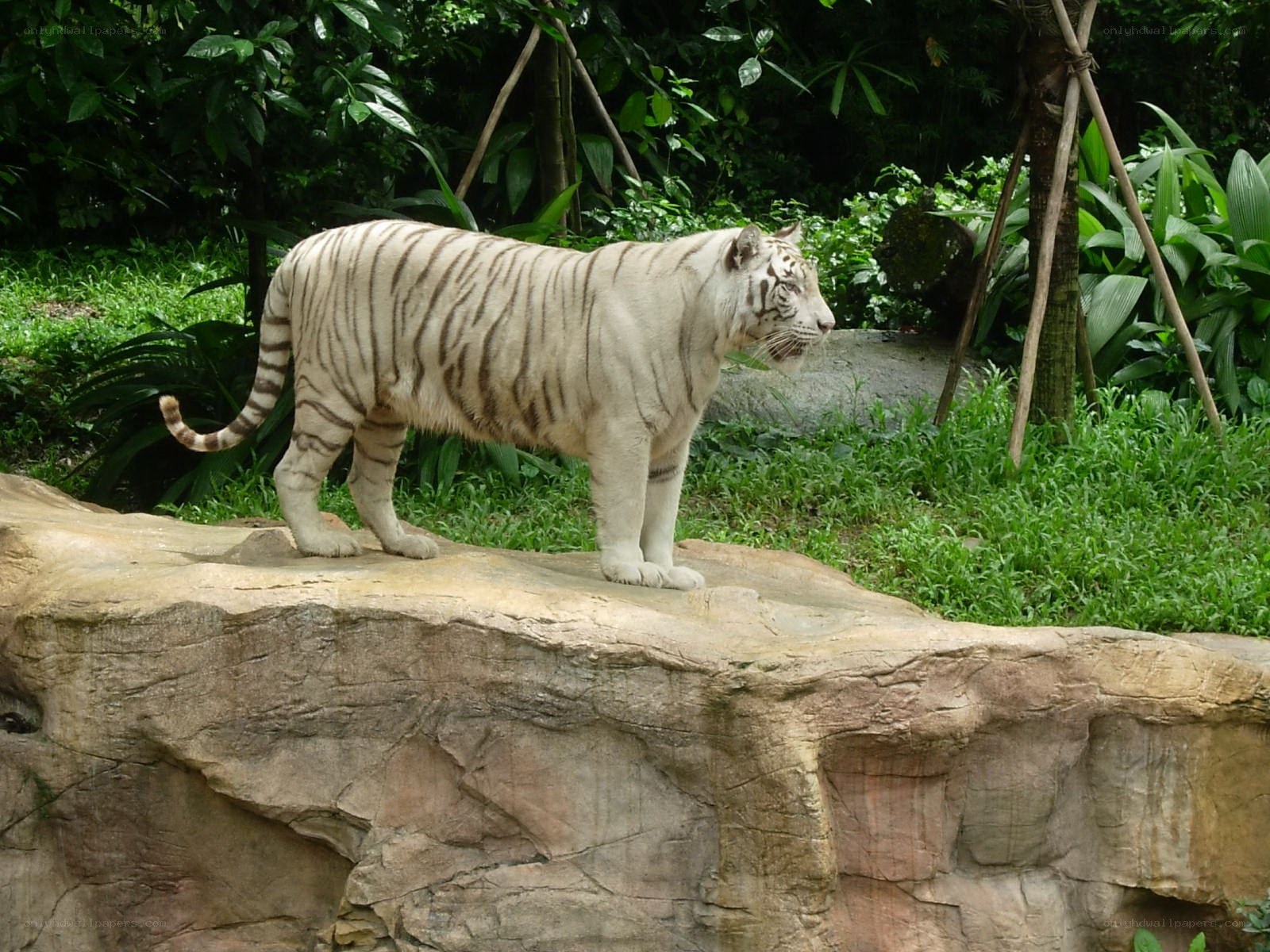 White tiger on a rock