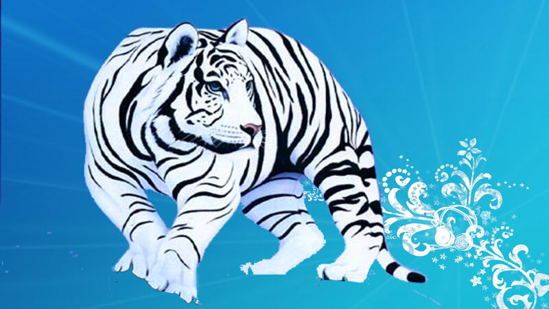 white tiger on blue background