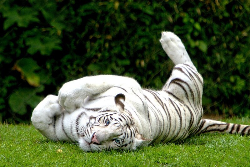 White Tiger on Grass