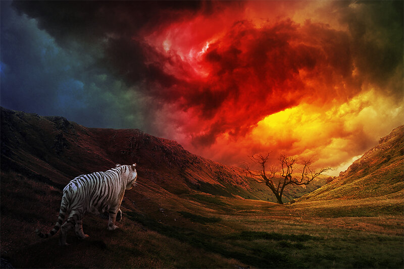 White Tiger on Hillside
