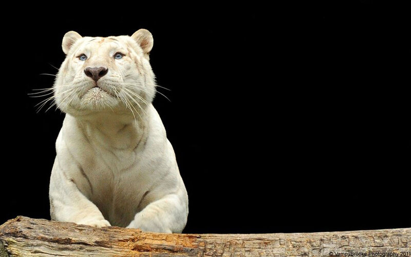 White Tiger on Log