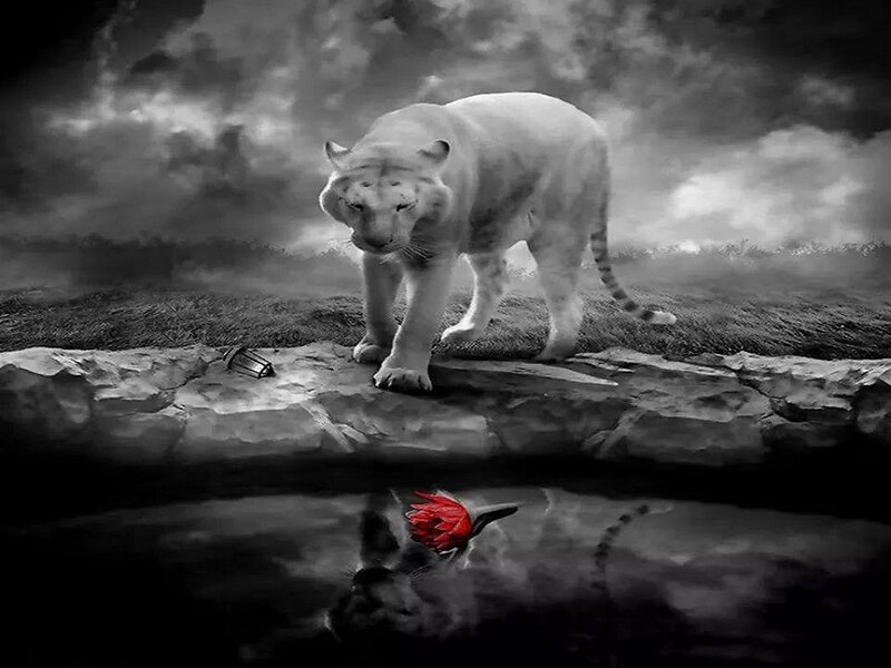 White Tiger on Rock — Black, Dramatic