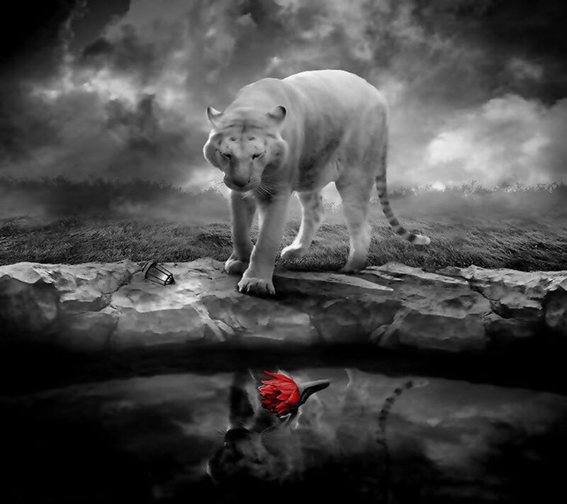White Tiger on Rock — Black