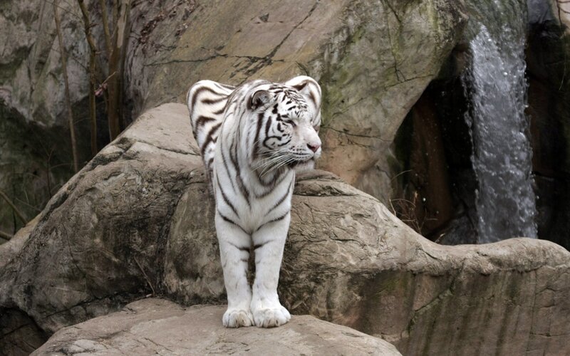 White Tiger on Rock — Calm, Photograph