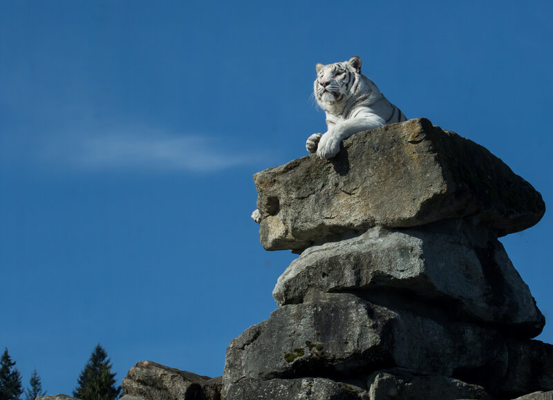 White tiger on rock formation