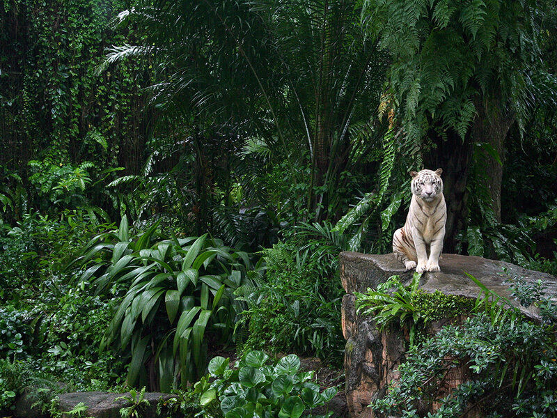 White Tiger on Rock — Green, Natural, Photograph, Jungle, Plants